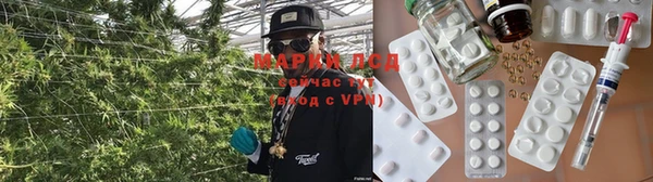 сатива Карпинск